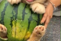 冬狗吃瓜,揭秘冬日里的趣味生活瞬间