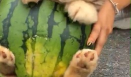 冬狗吃瓜,揭秘冬日里的趣味生活瞬间