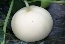 会吃梨瓜吗,你真的会吃梨瓜吗？