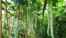 老猪吃蛇瓜,探寻蛇瓜的秘密之旅