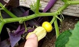 哪些瓜的花可以吃