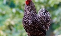 芦花鸡吃瓜,探寻田园生活的甜蜜时光