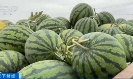 吃瓜师味,品味瓜界新潮流