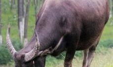 梦见水牛吃羊瓜青苗,水牛与羊瓜青苗的神秘邂逅