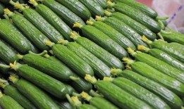 吃瓜跟吃菜区别,吃瓜与吃菜的生活体验解析