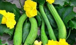 木春瓜怎么吃,解锁夏日清新美味