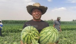 甘肃吃瓜事件后续,真相大白与反思启示