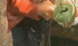 全是巴掌吃瓜,揭秘全是巴掌的神秘魅力