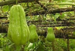 农村吃瓜的的视频,欢乐时光里的乡村生活剪影