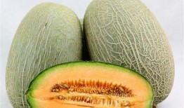 梦见家里来人吃大瓜,揭秘家中大瓜盛宴之谜