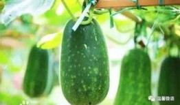 窗户前吃瓜,夏日闲情