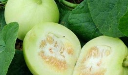 吃甜瓜还是吃蜜瓜热量