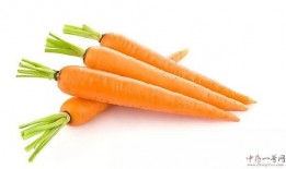 吃瓜少女胡萝卜视频