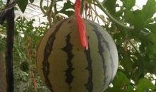 吊瓜不能和什么一起吃,揭秘不能与哪些食物同食的真相