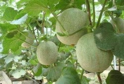 长粉刺吃哈密瓜,长粉刺者的天然食疗秘籍