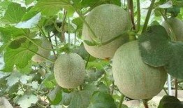 长粉刺吃哈密瓜,长粉刺者的天然食疗秘籍