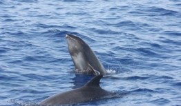 瓜头鲸吃虎鲸,海洋霸主间的神秘对决