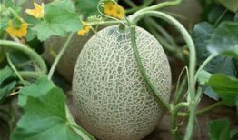 吃哈密瓜自拍,哈密瓜映衬下的甜蜜自拍瞬间