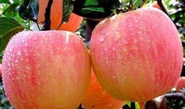 孕妇可吃苹果瓜,苹果瓜助力母婴健康