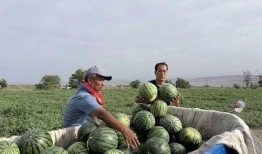 站在雨中吃瓜,一场别样的夏日味蕾之旅
