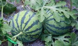 吃瓜的生长,吃瓜生长的奇妙之旅