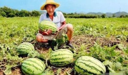 路边吃瓜的故事,一幕幕人间烟火