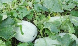 安达尔鼓吃瓜,揭秘网络热点的背后故事