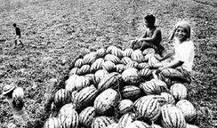 西安西郊吃瓜,夏日消暑美食之旅