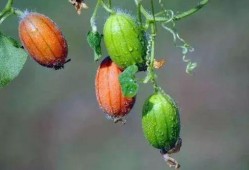 吃黄王瓜,探寻黄王瓜的独特风味与养生之道