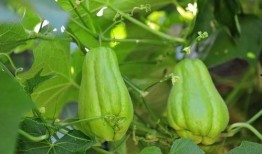 佛手瓜孕妇吃行不行,安全与营养两不误