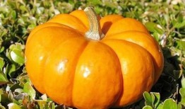 金瓜吃瓜网,揭秘娱乐圈幕后故事，带你走进明星真实生活