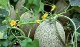 新疆吃瓜高清视频,高清视频带你领略瓜乡魅力