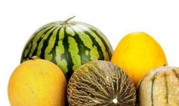 吃的还有啥瓜,探寻美食中的“瓜”世界