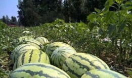 吃瓜滞销,吃瓜群众的无奈与反思