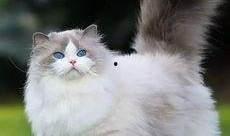 小猫吃瓜头像情侣,小猫吃瓜头像情侣的浪漫故事