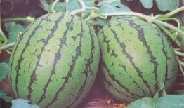 吃瓜科学是谁,网络热词背后的科学奥秘