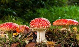 网暴吃瓜爆料蘑菇,吃瓜爆料蘑菇背后的真相揭秘