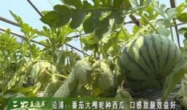 苍南吃瓜习俗,探寻民间吃瓜习俗的传承与魅力