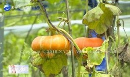 向阳瓜可以吃吗,揭秘其食用价值与食用方法