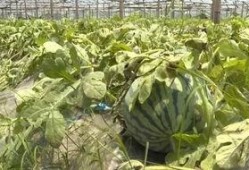 苍南吃瓜习俗,探寻民间吃瓜习俗的传承与魅力