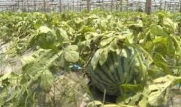 苍南吃瓜习俗,探寻民间吃瓜习俗的传承与魅力