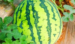 我在网上吃瓜,揭秘娱乐圈幕后真相