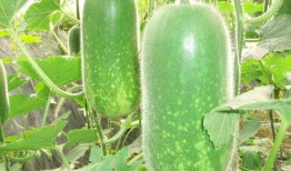 梦见家里来人吃大瓜,揭秘家中大瓜盛宴之谜