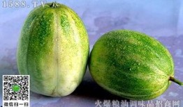 吃甜瓜还是吃蜜瓜热量