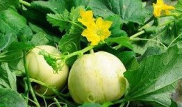 美女吃梨瓜,美女品味瓜果时光