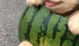 冬狗吃瓜,揭秘冬日里的趣味生活瞬间