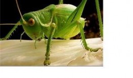 蝈蝈吃瓜吗,揭秘蝈蝈吃瓜之谜