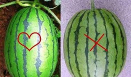 吃瓜大队介绍,网络舆论场中的“瓜农”力量