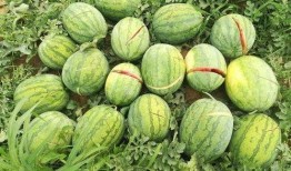 小说吃瓜摆烂夏天,夏天里的悠闲时光