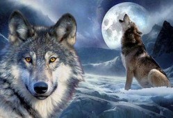 官狼吃瓜圈,揭秘娱乐圈幕后风云